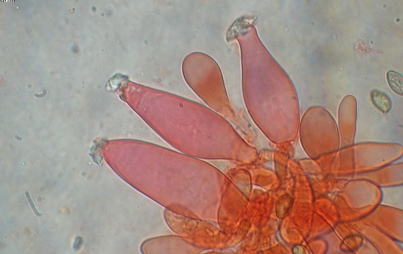 Inocybe haemacta (    Berk. & Cooke)    Sacc.